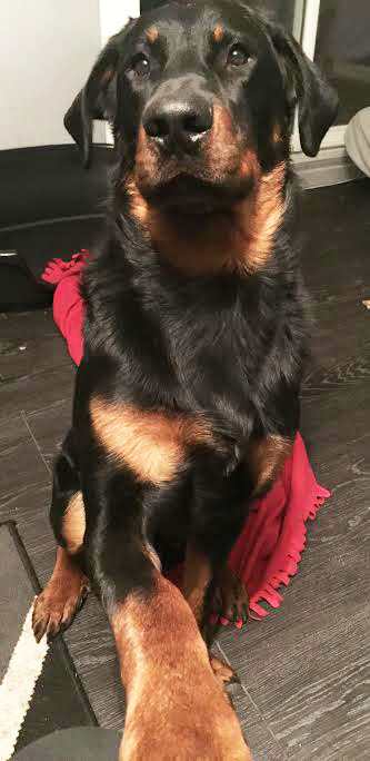 domainedelalicorne.fr Elevage de beauceron chiot beauceron pure race élevage du clos de la licorne elevage des gardiens de la licorne elevage beauceron noir et feu authentique gros gabarits élevage de Beauceron familial sérieux et qualité domainedelalicorne.fr suivi des chiots conseil d’éducation chiot propre bas rouge santé caractère spécialiste du beauceron noir et feu ou arlequin chien rustique berger de France  nos chiots sont élevés avec amour et attention notre passion au service de la qualité Beauceron de qualité et sportif domaine de la licorne 04380 BARRAS élevage en liberté éleveur berger de beauce élevage de beauceron de travail 